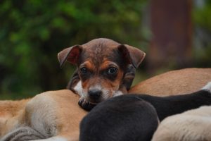 Puppy