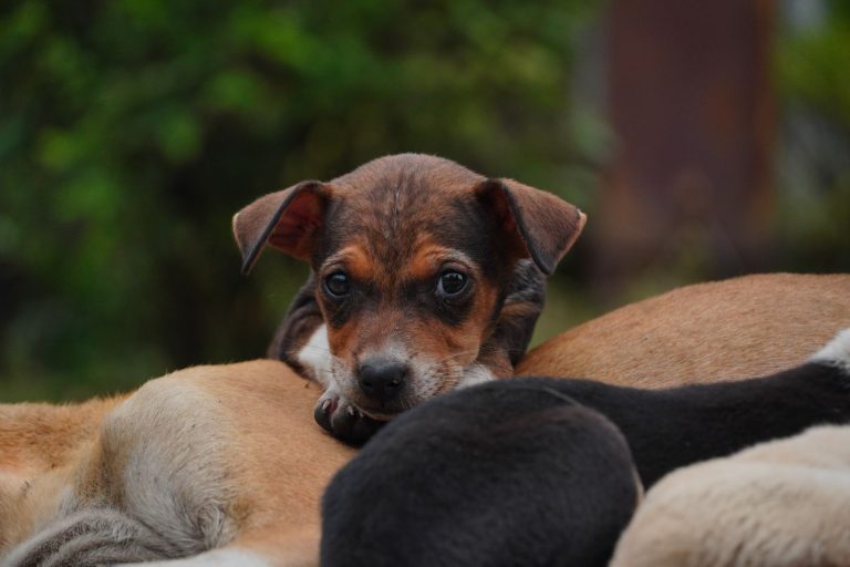 Puppy