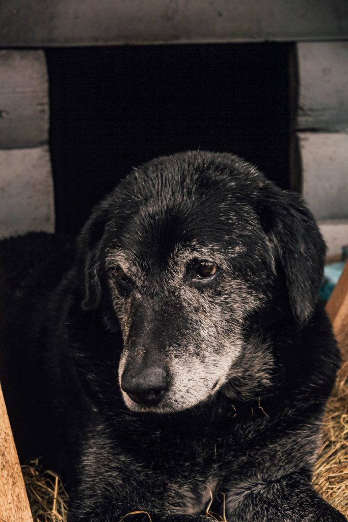 Perro senior con chaqueta de abrigo caminando despacio por un parque