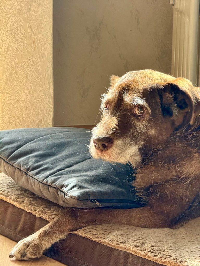 Senior dog