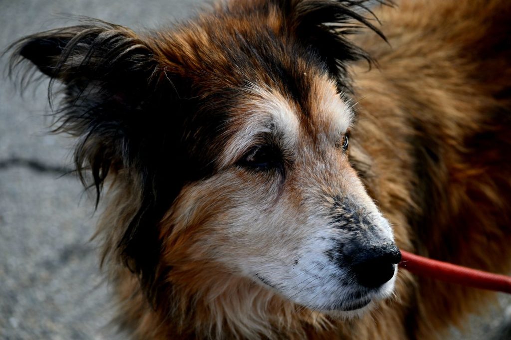 Perro senior con chaqueta de invierno paseando despacio por la calle