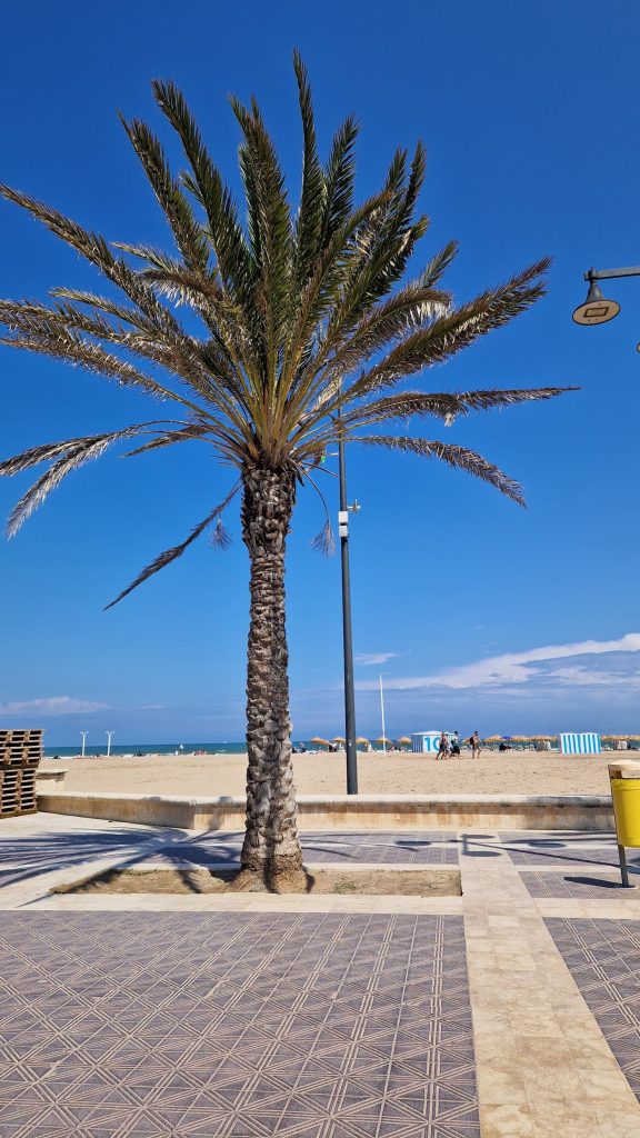 Perro corriendo por la orilla de una playa canina cerca de Valencia