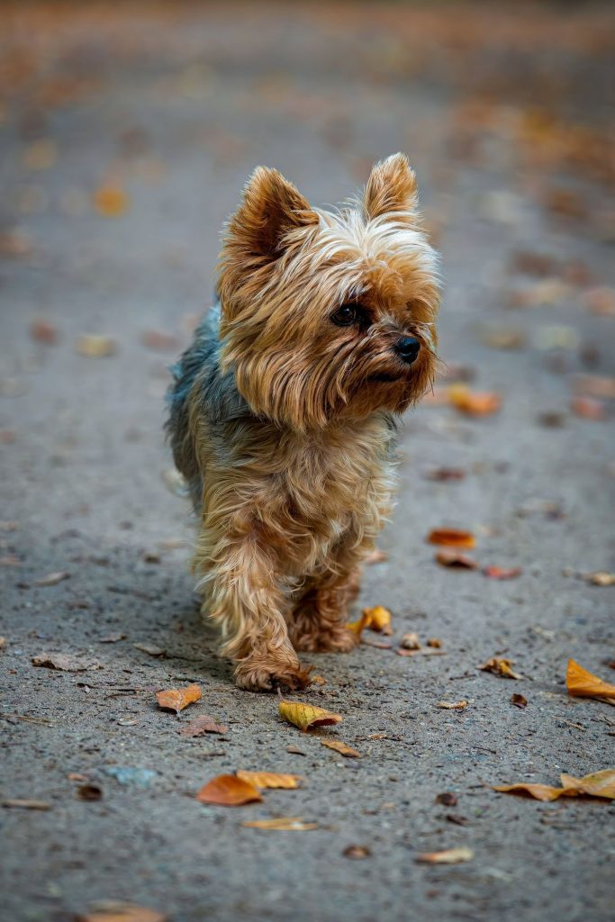 Yorkshire terrier con ropa de talla extra pequeña